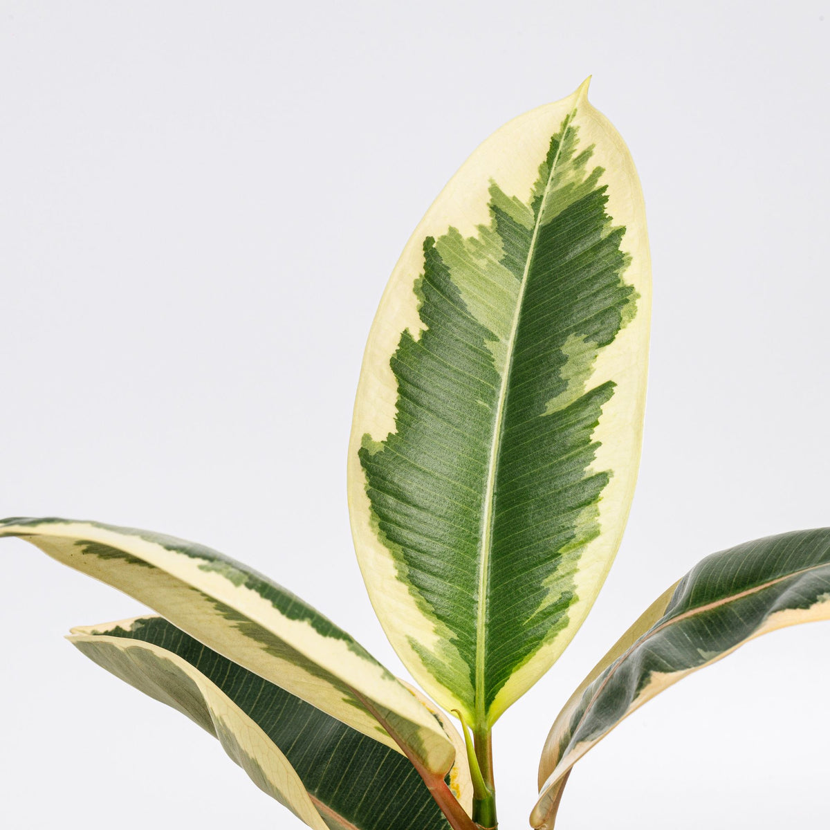Ficus elastica Tineke - Tineke Rubberplant - Ficus