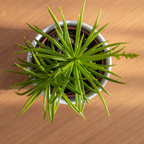 Kandelaarplant - Bakker