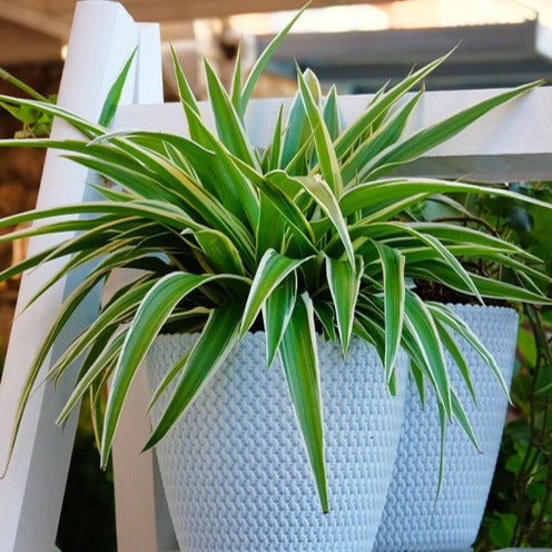 Chlorophytum -- Graslelie - Zebraplant Ocean - Chlorophytum comosum Ocean