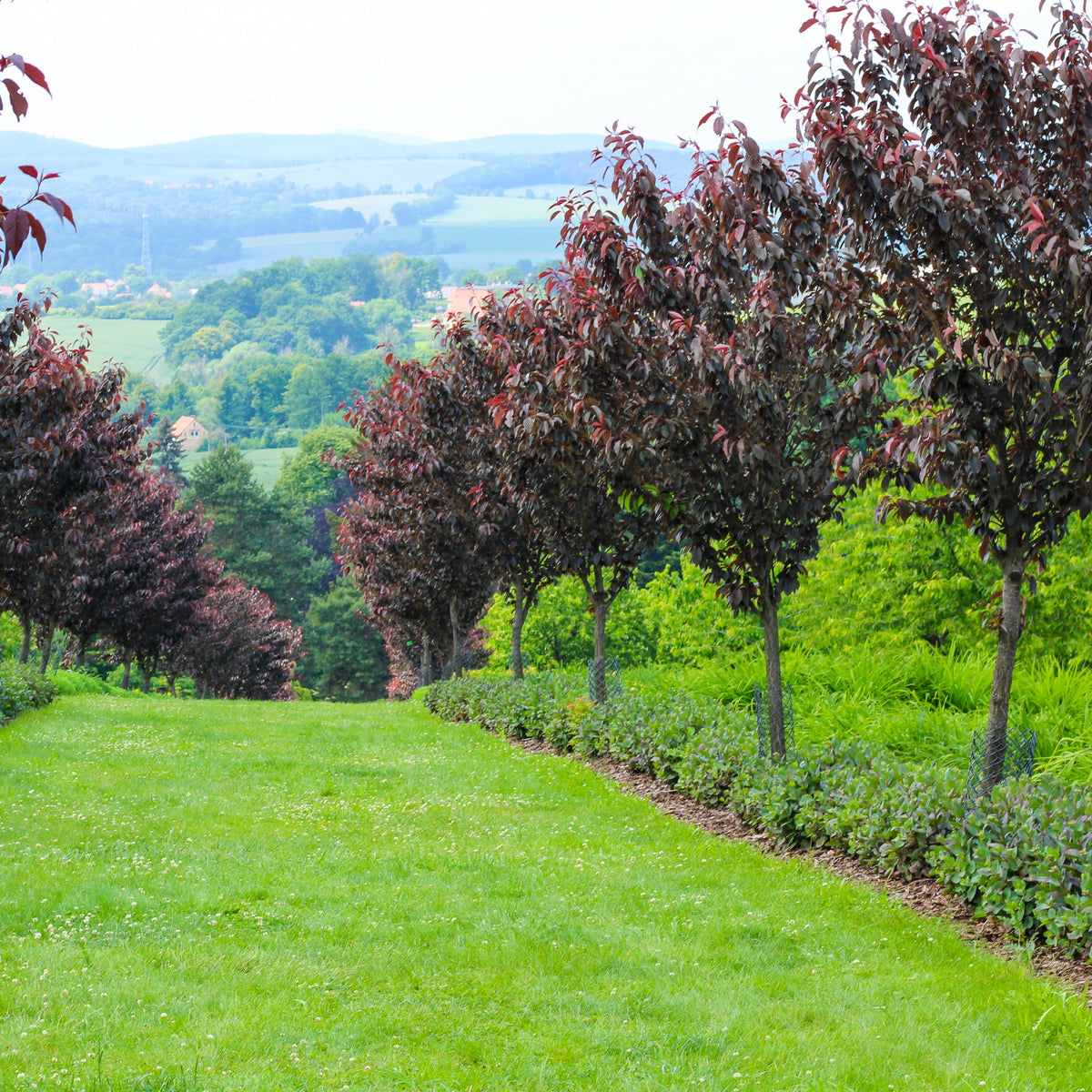 Japanse sierkers Royal Burgundy - Prunus serrulata Royal Burgundy - Bakker