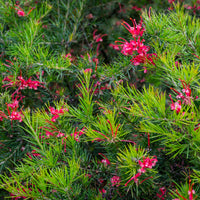 Grevillea met jeneverbessenblad - Bakker