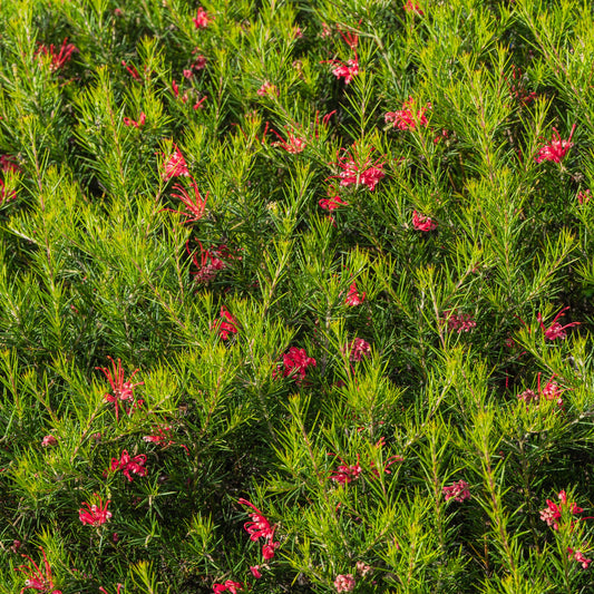 Grevillea met jeneverbessenblad