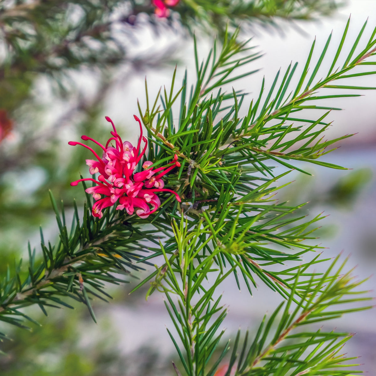 Verkoop Grevillea met jeneverbessenblad
