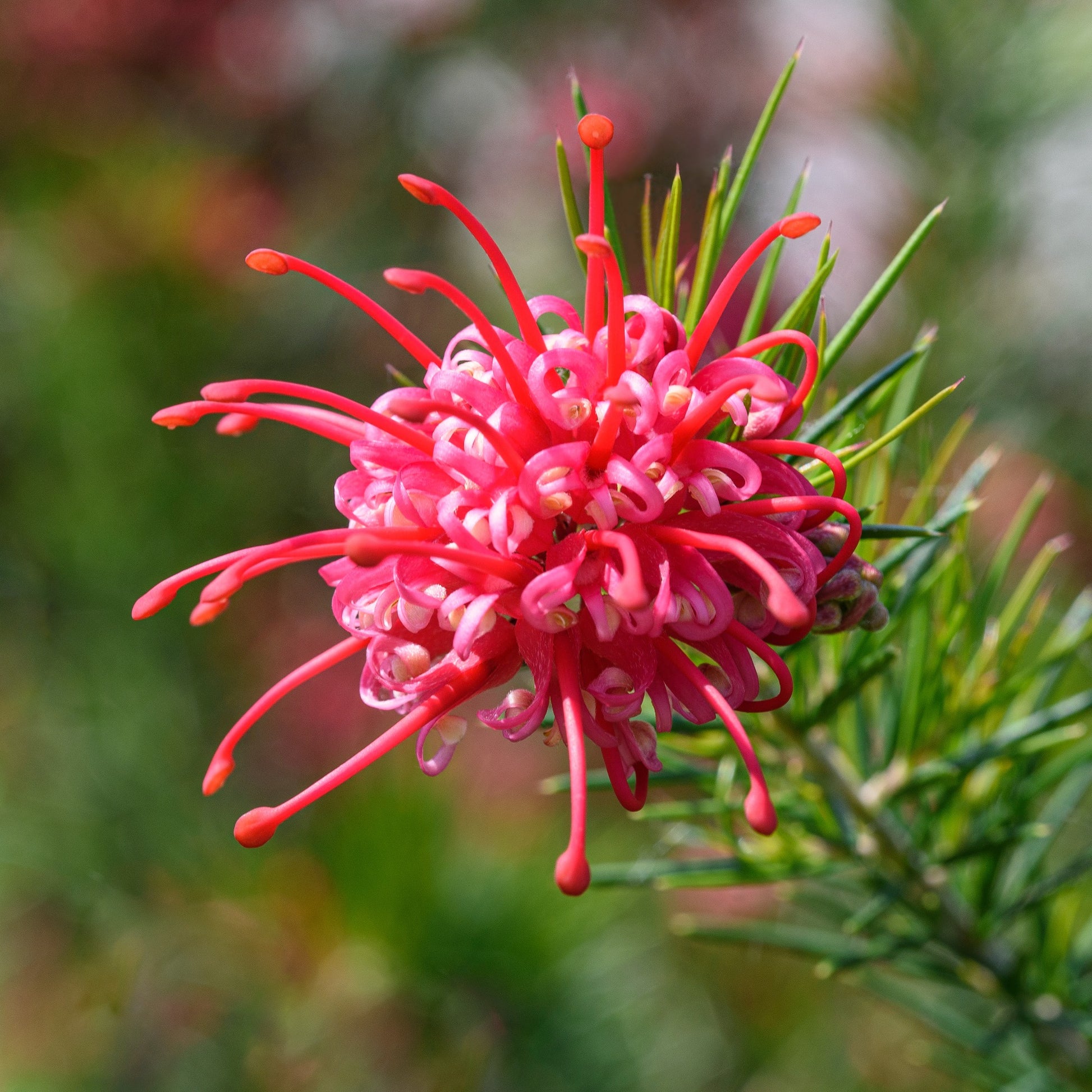 Verkoop Grevillea met jeneverbessenblad - Grevillea juniperina