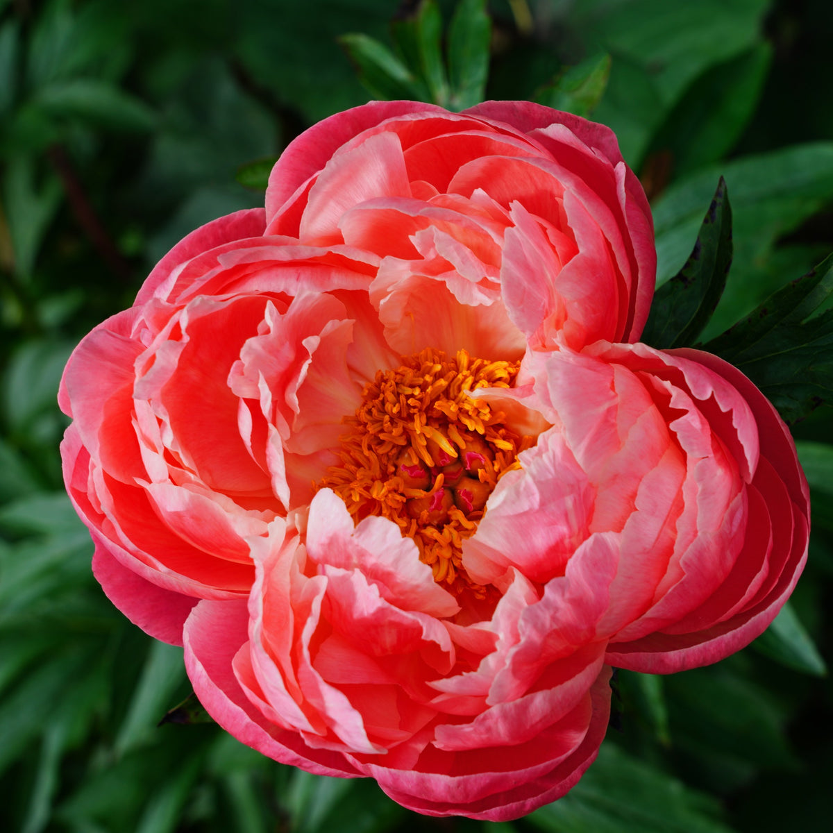 Pioenrozen - Pioenroos Coral Charm - Paeonia lactiflora Coral Charm