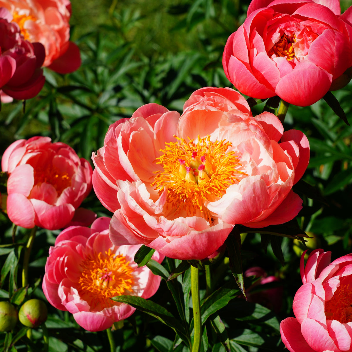 Pioenroos Coral Charm - Bakker