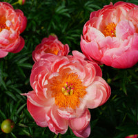 Paeonia lactiflora Coral Charm - Pioenroos Coral Charm - Pioenrozen