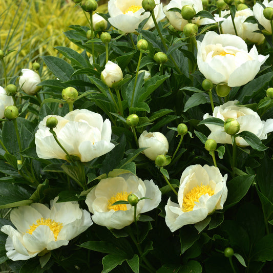 Pioenroos Jan Van Leeuwen - Bakker