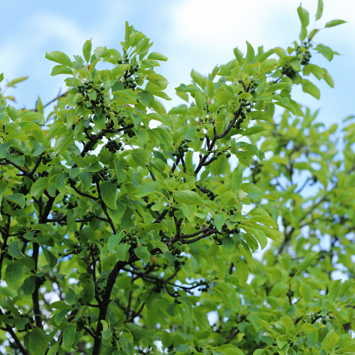 Wegedoorn - Rhamnus cathartica - Bakker