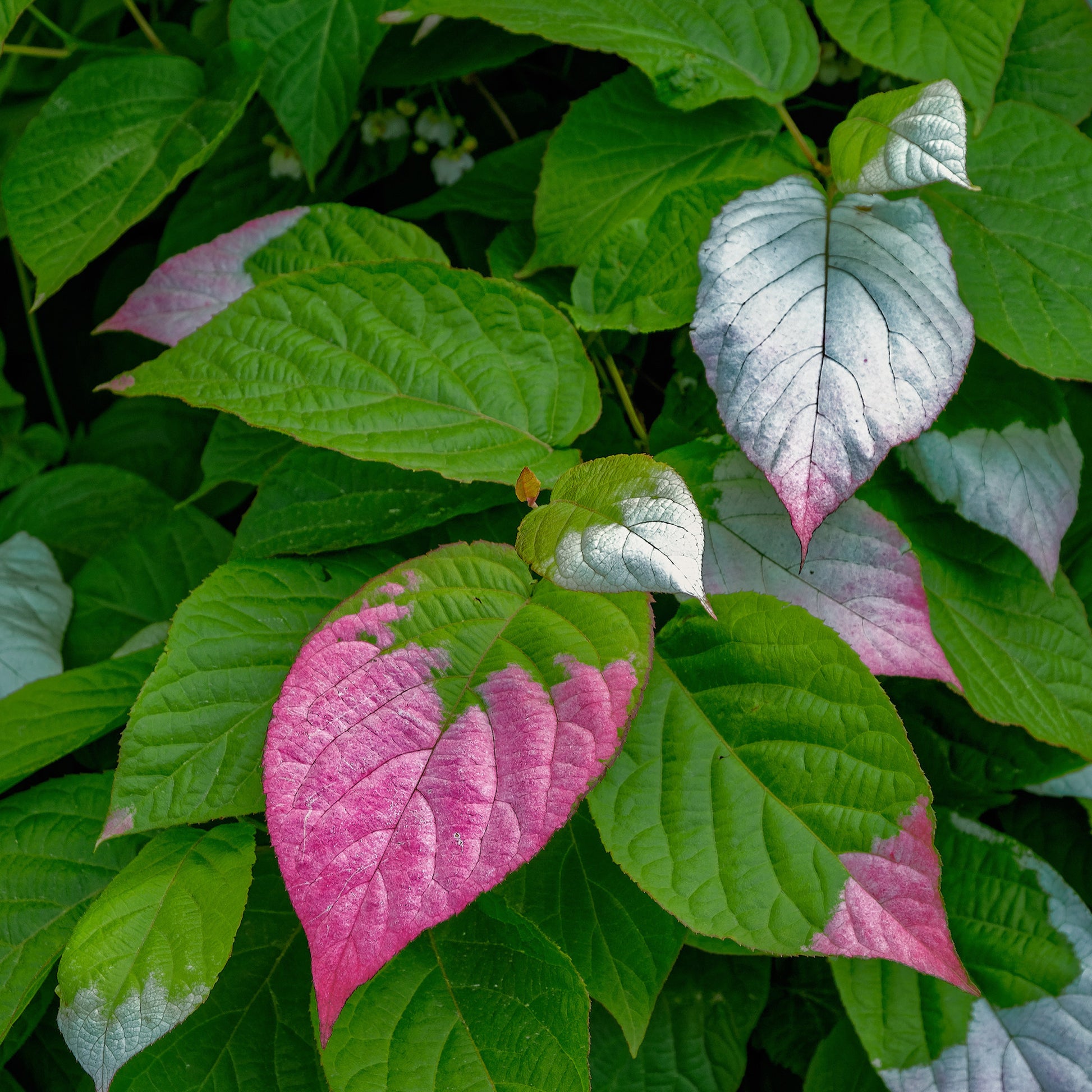 Actinidia kolomikta - Sier kiwi - Klimplanten