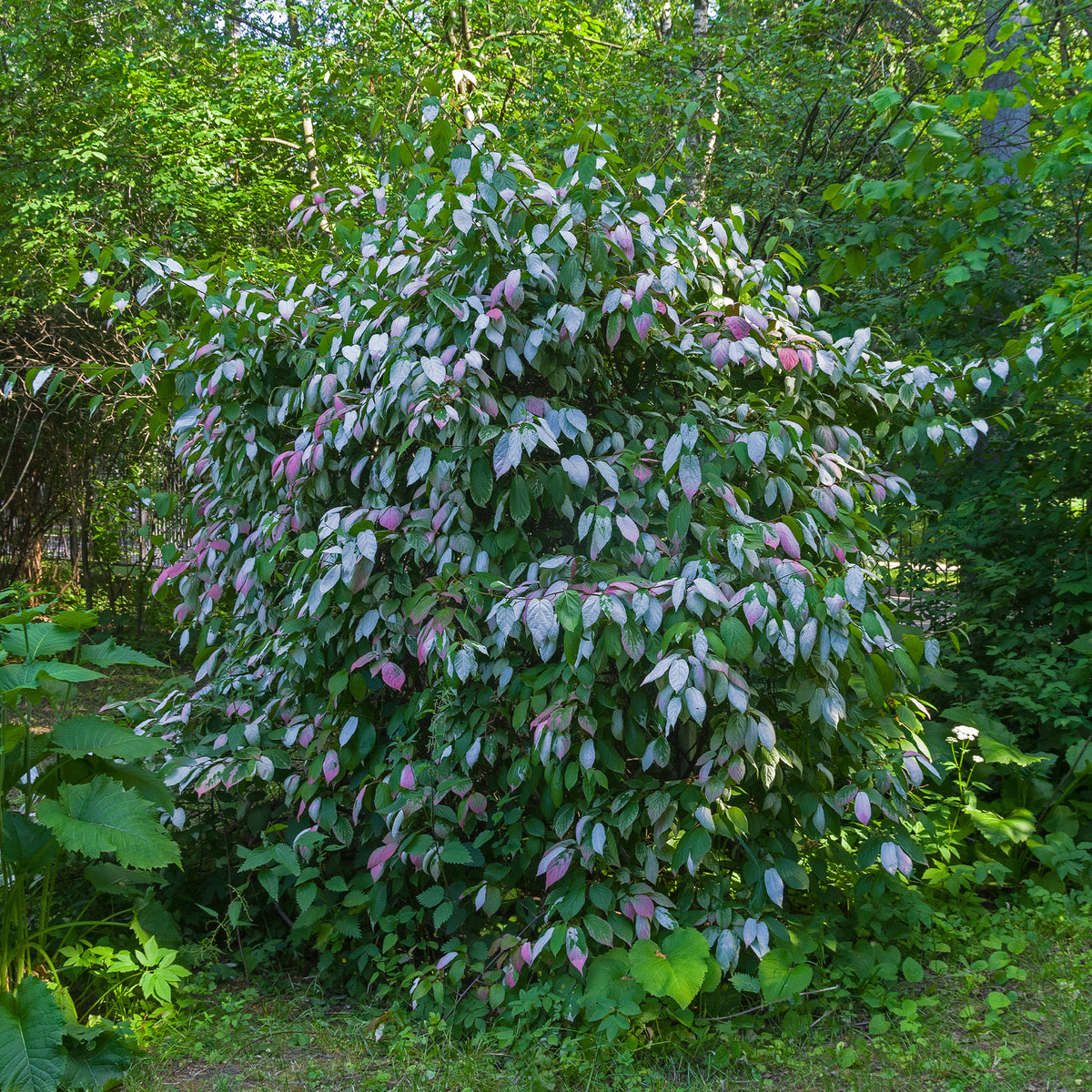 Verkoop Sier kiwi - Actinidia kolomikta