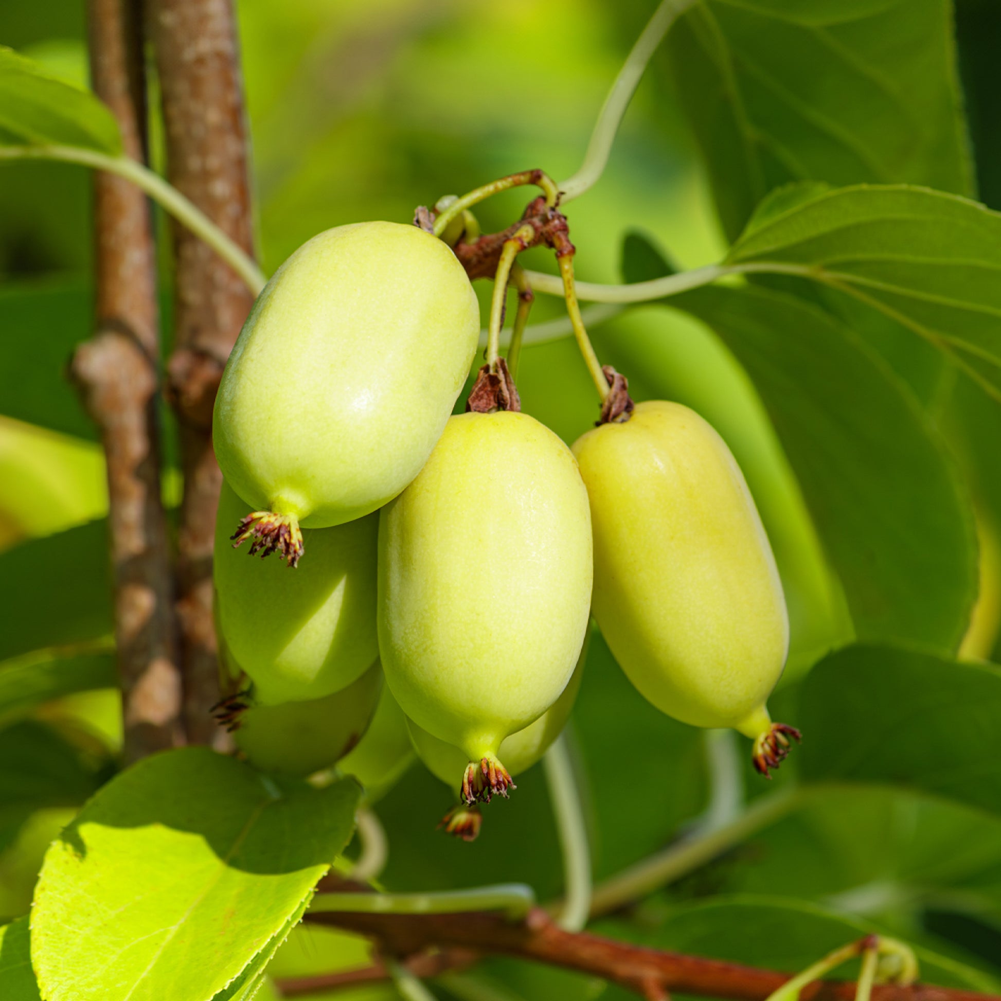 Verkoop Sier kiwi
