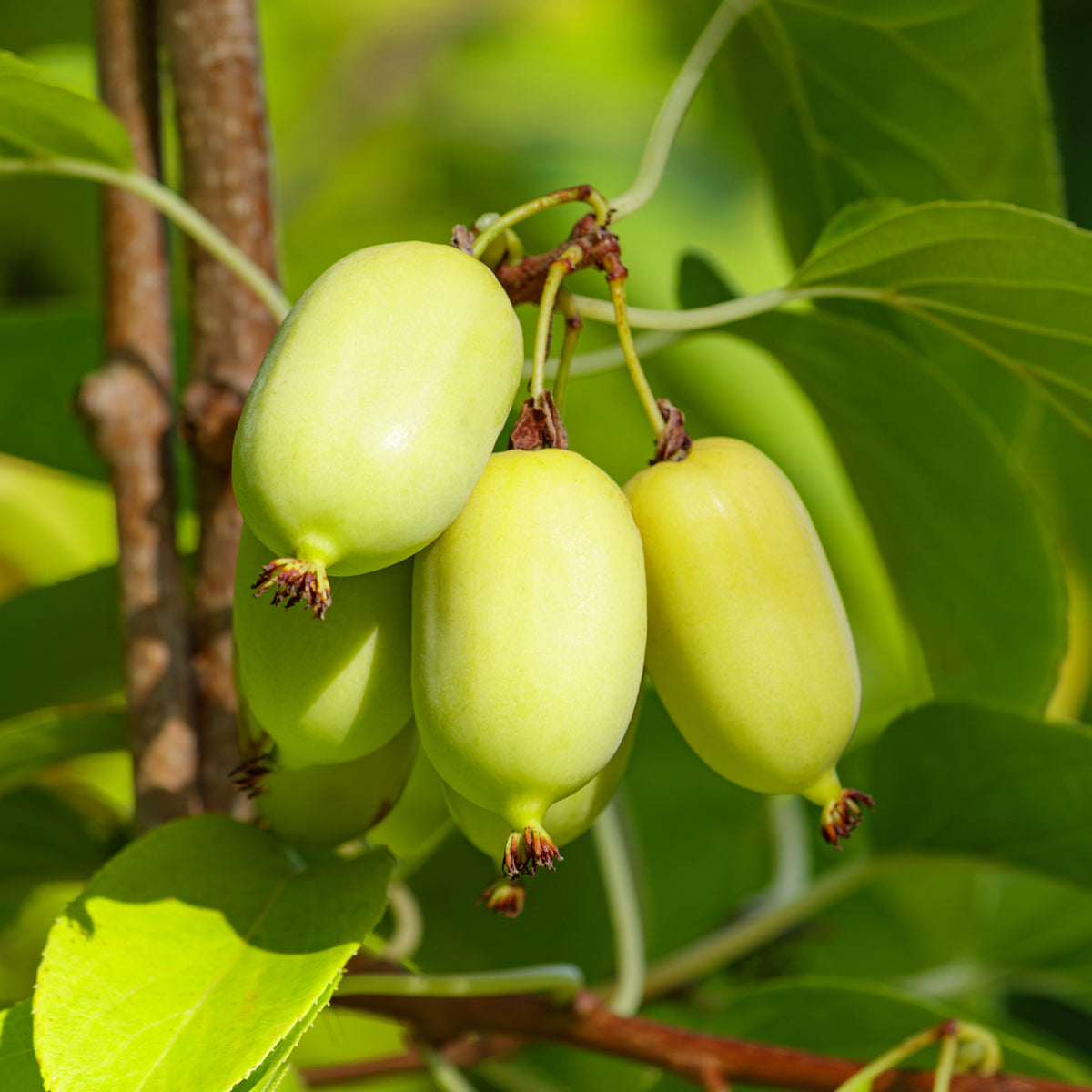 Verkoop Sier kiwi