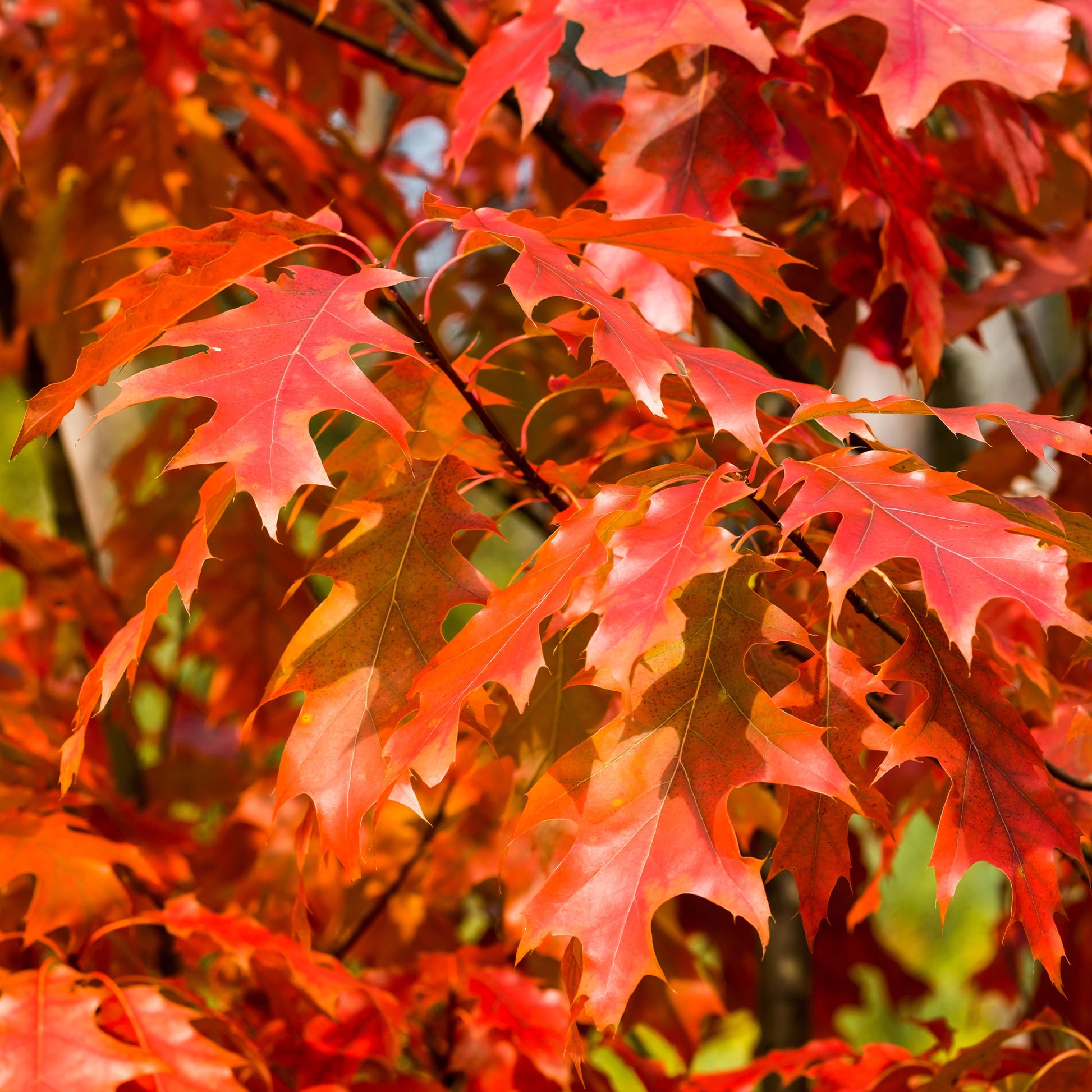 Amerikaanse rode eik - Quercus rubra - Bakker