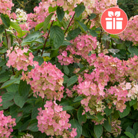 Hydrangea Pink Diamond - Een Hortensia Pink Diamond als cadeau - Jardins