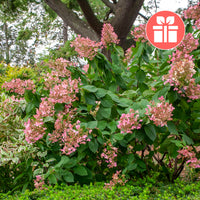 Een Hortensia Pink Diamond als cadeau - Hydrangea Pink Diamond - Bakker