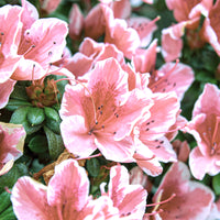 Rhododendron Encore® Sunburst - Azalee Encore®  Sunburst - Azalea's