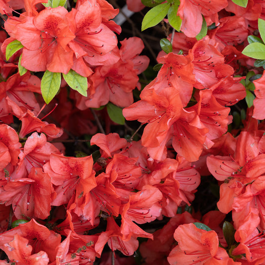 Japanse azalea Orange Surprise - Bakker