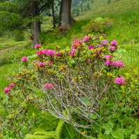 Japanse azalea Lilac Surprise - Azalea japonica Lilac Surprise - Bakker