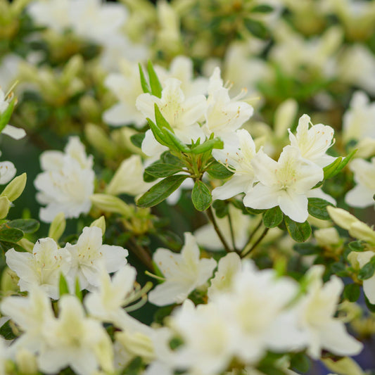 Japanse azalea White Surprise - Bakker