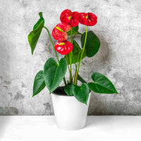 Rode flamingoplant - Anthurium red - Bakker