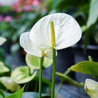 Witte flamingoplant - Anthurium white - Bakker