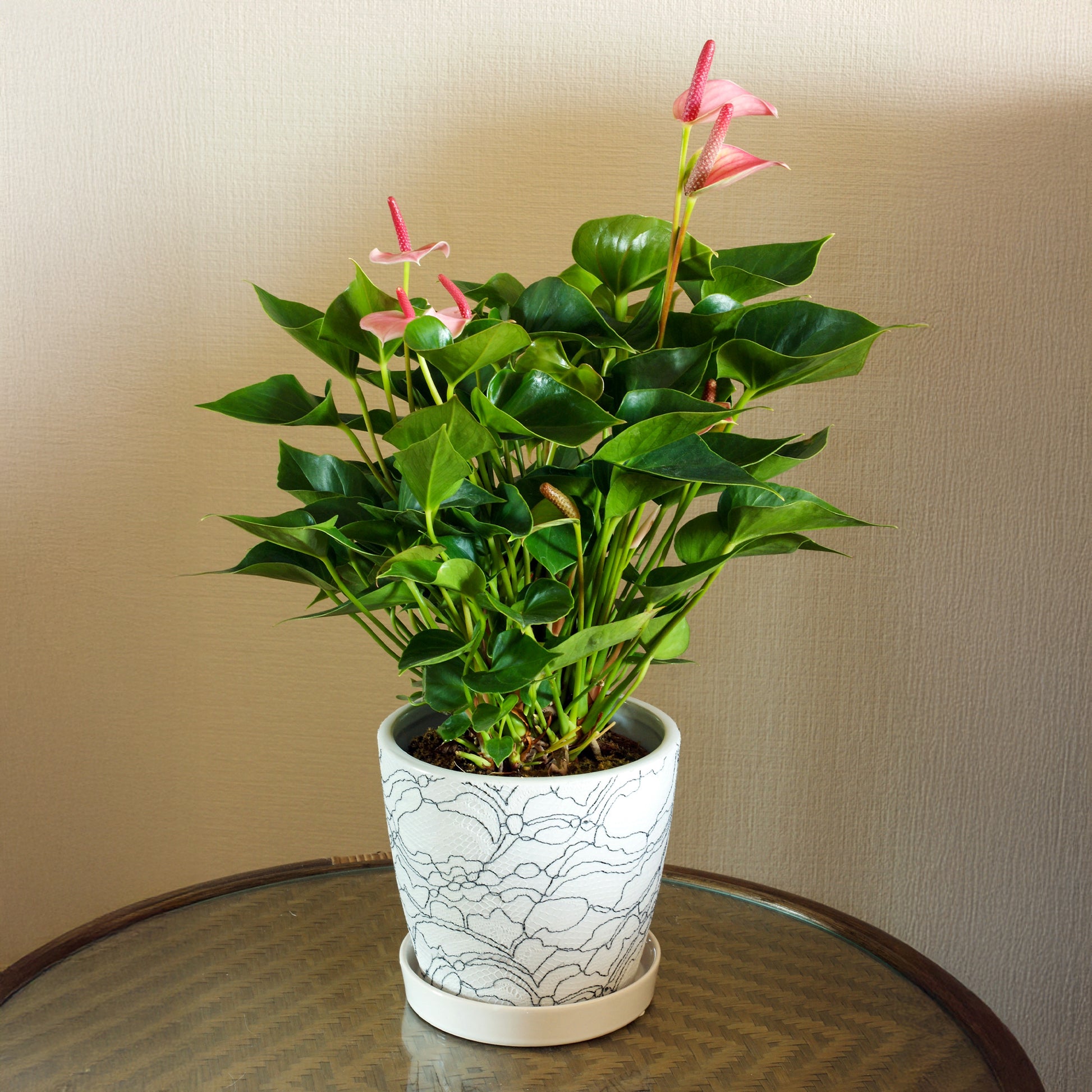 anthurium andreanum verzorging Roze flamingoplant - Anthurium andreanum Sweet Dream