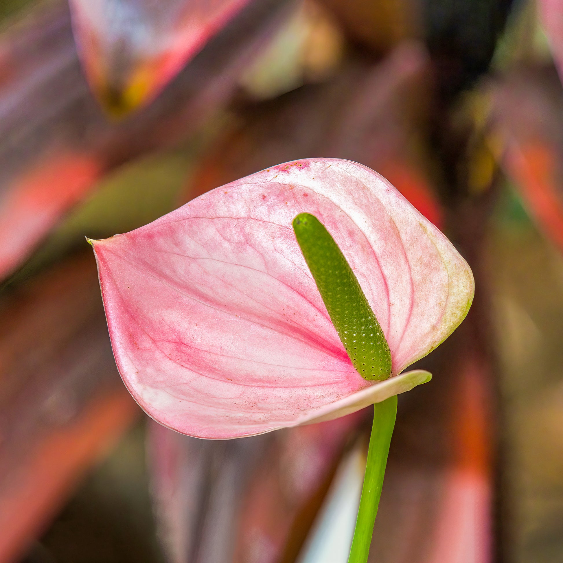 Roze flamingoplant - Anthurium rose - Bakker