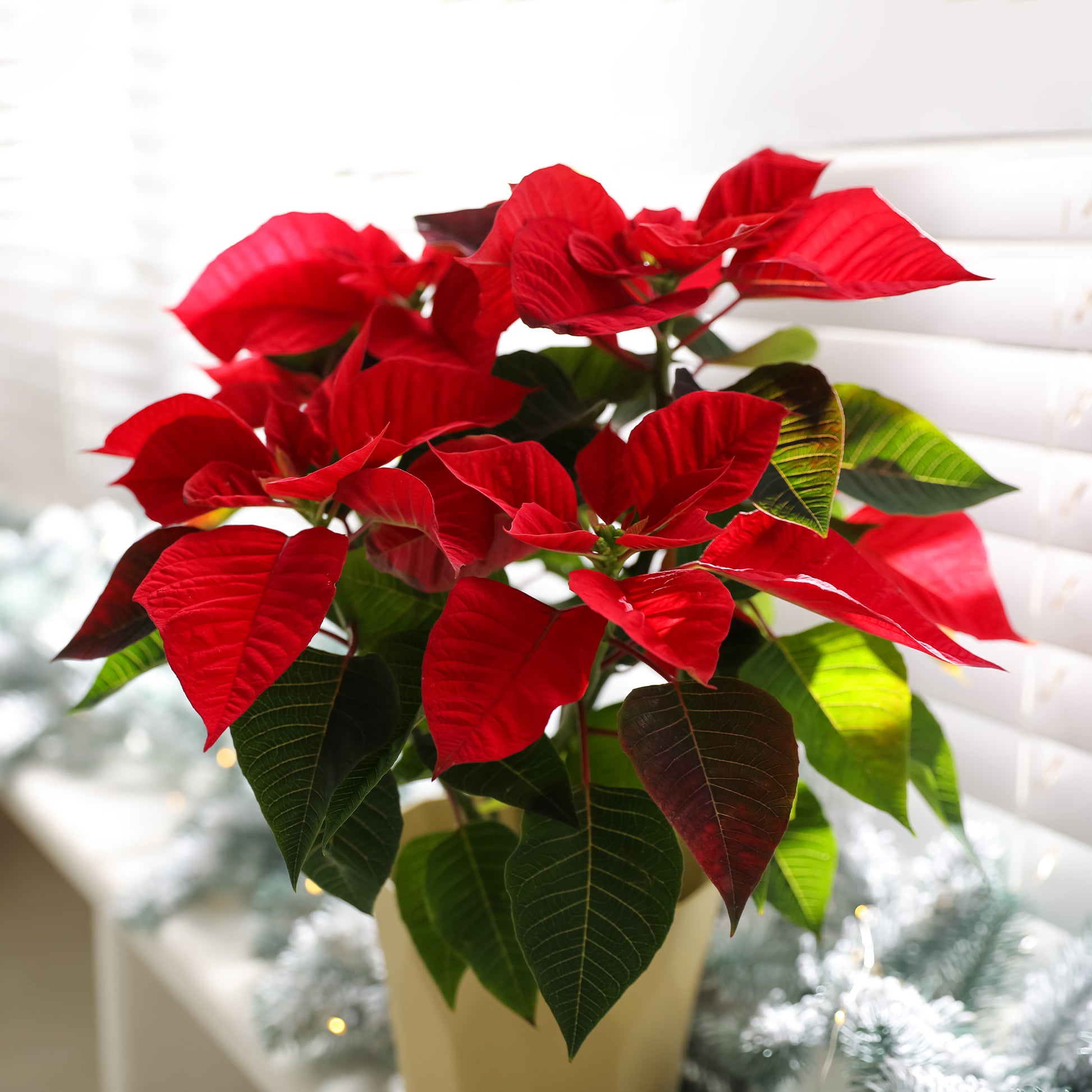 Kamerplanten met bloemen - Rode kerstster - Poinsettia red