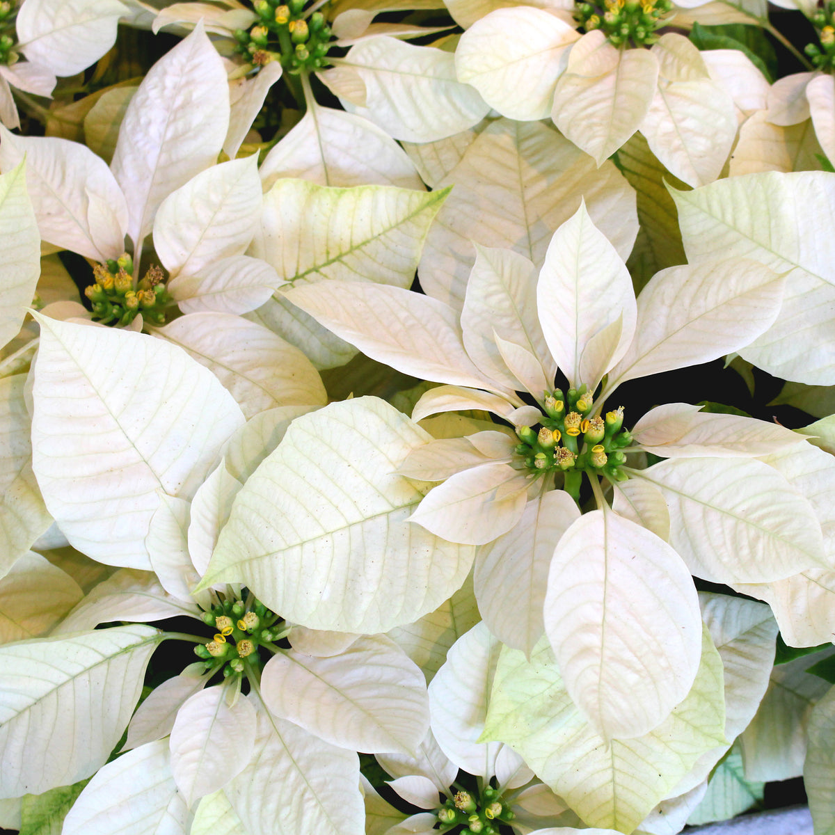 Witte kerstster - Euphorbia pulcherrima white - Bakker
