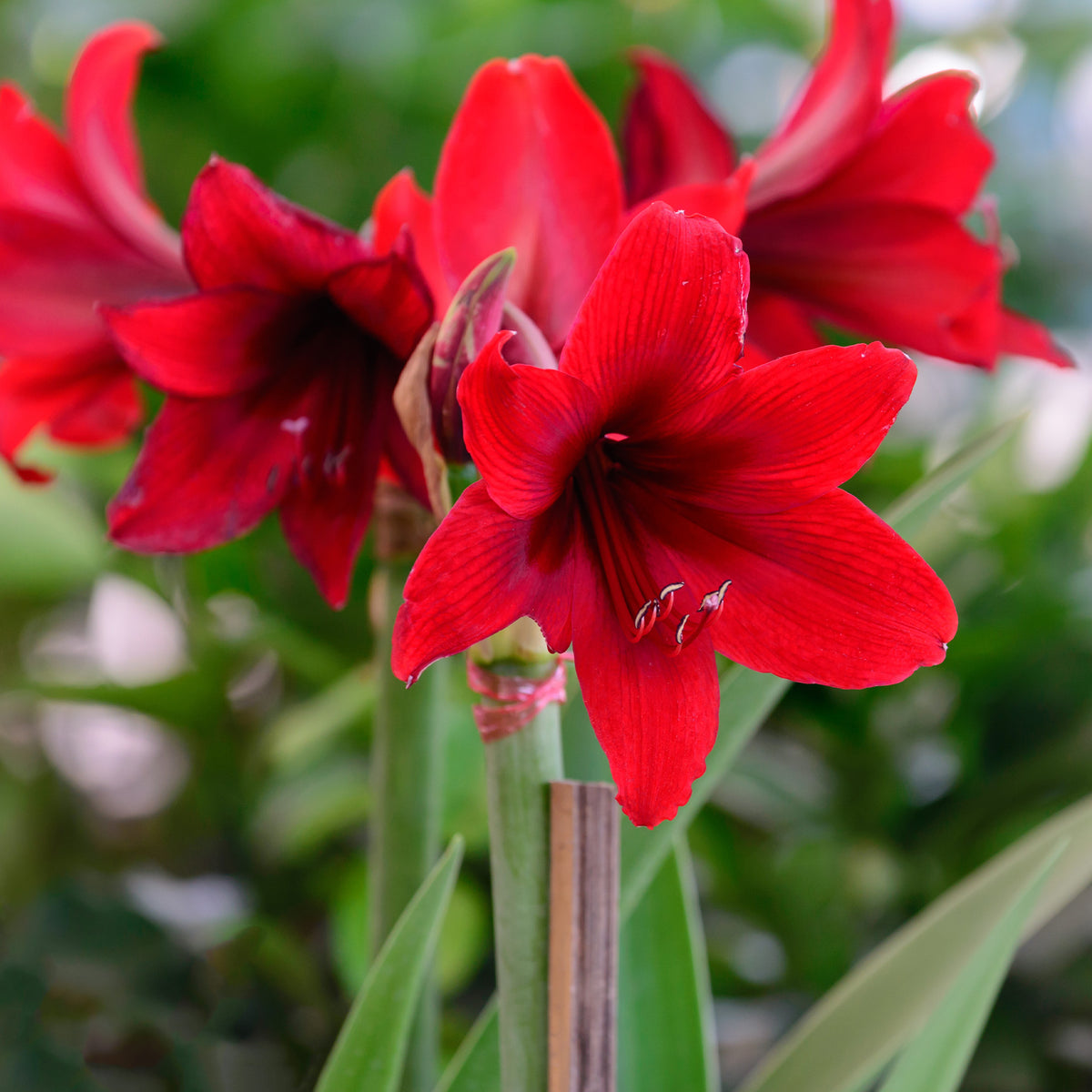 Wax Amaryllis - Wax  Amaryllis Magic White - Amaryllis Magic White