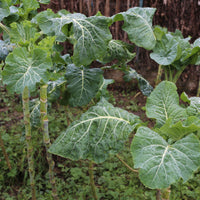 Chou fourrager cavalier vert protéor (40 g) - Groene kool - Koolzaden