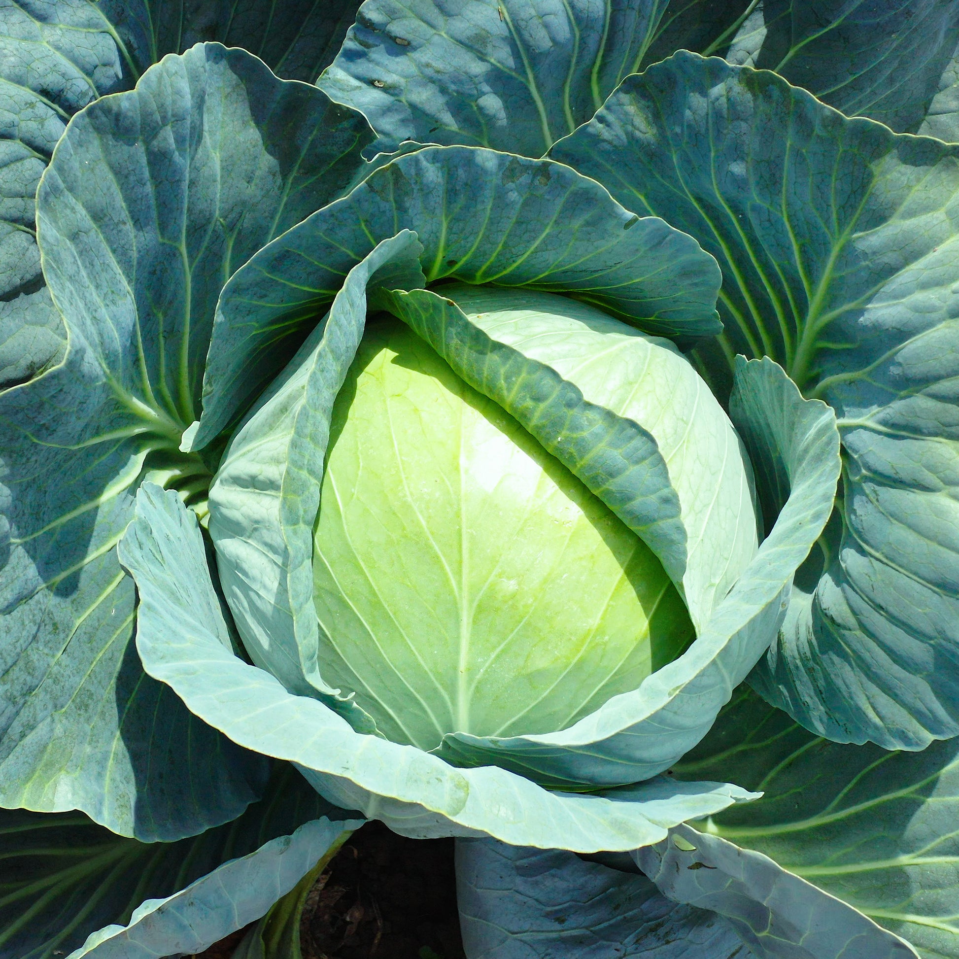 Brassica oleracea capitata vestri f1 - Kool 'Vestri F1' - Koolzaden