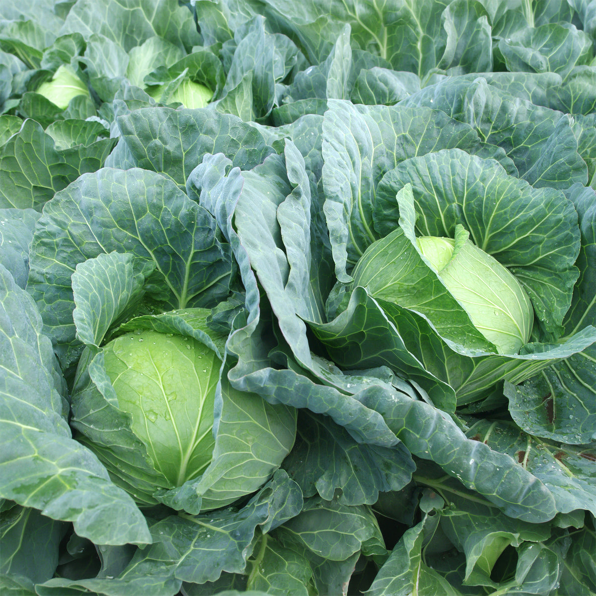 Kool 'Vestri F1' - Brassica oleracea capitata vestri f1 - Bakker