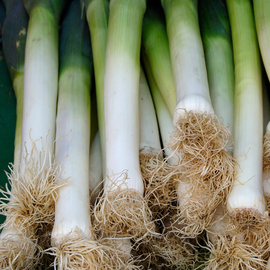 Prei 'Long de Nice' - Bakker