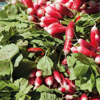 Radijs '18-daagse' - zaailint - Raphanus sativus de 18 jours 1/2 long - Bakker