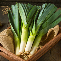 Prei 'Amor' - Allium porrum armor (obt. clause) - Bakker