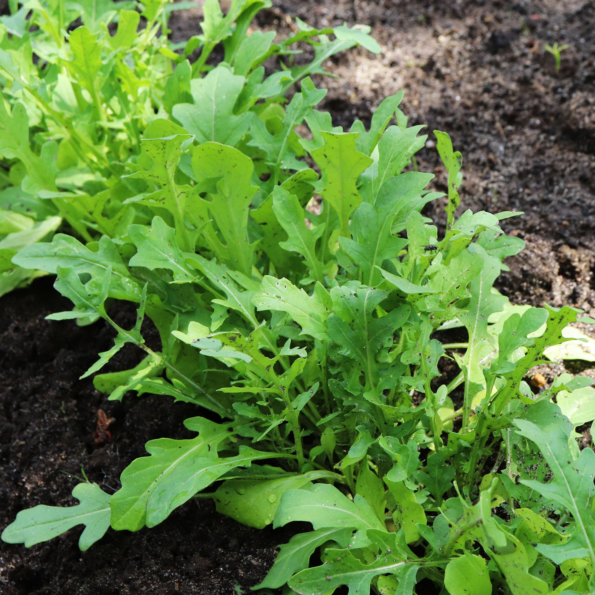 Rucola - Eruca sativa - Bakker