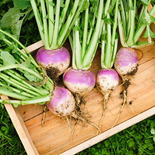 Knolraap 'Norfolk' - Bakker