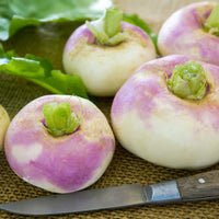 Raap 'Milanese Witte Roodkop' - Brassica rapa de milan à collet rose - Bakker
