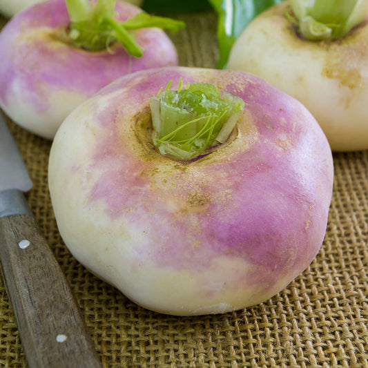 Raap 'Milanese Witte Roodkop' - Bakker