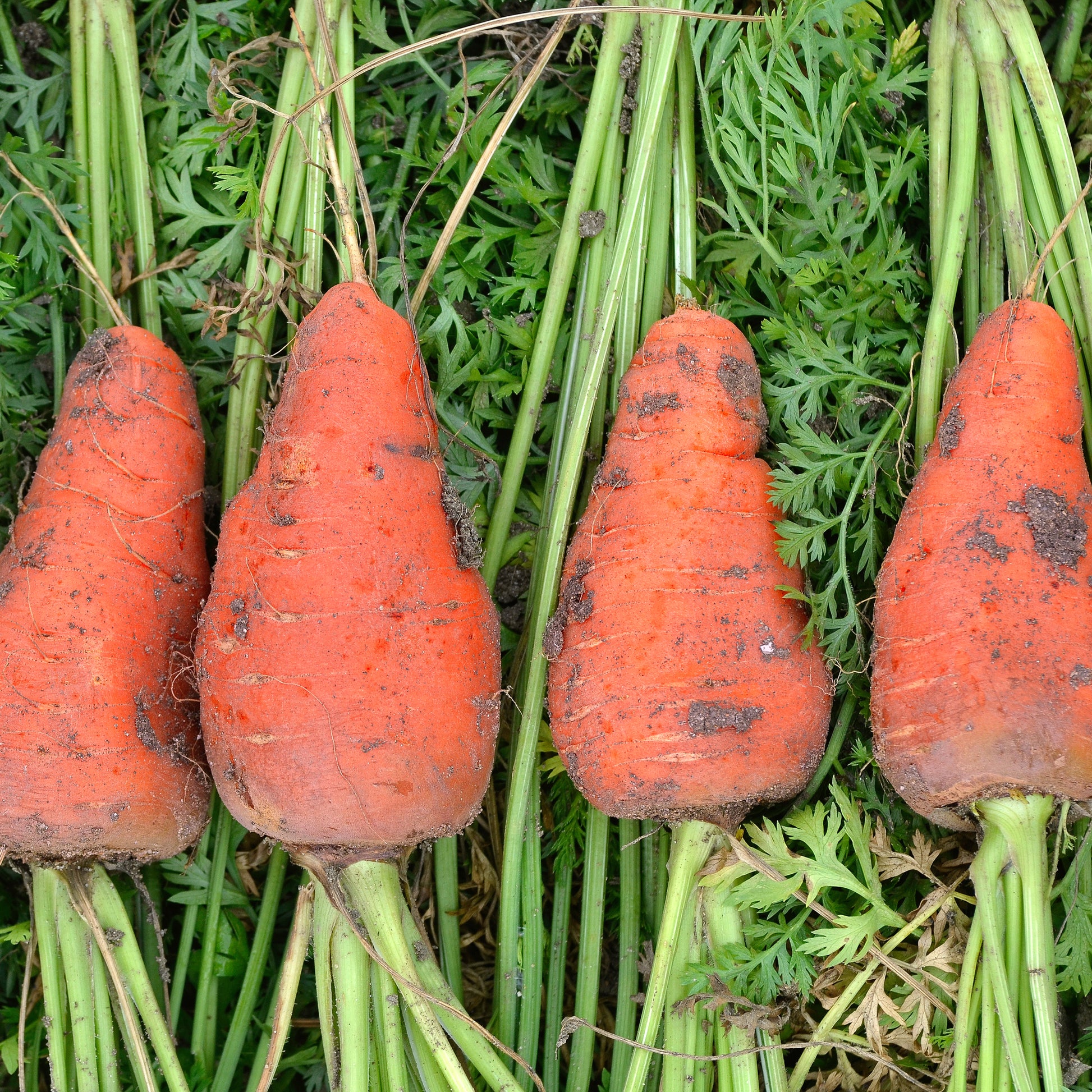 Wortel 'Chantenay'- rood hart - Daucus carota de chantenay à coeur rouge - Bakker