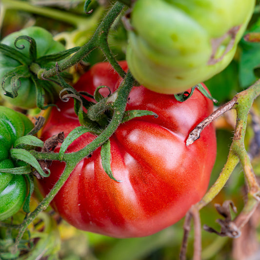 Vleestomaat 'Brandywine' - Bakker