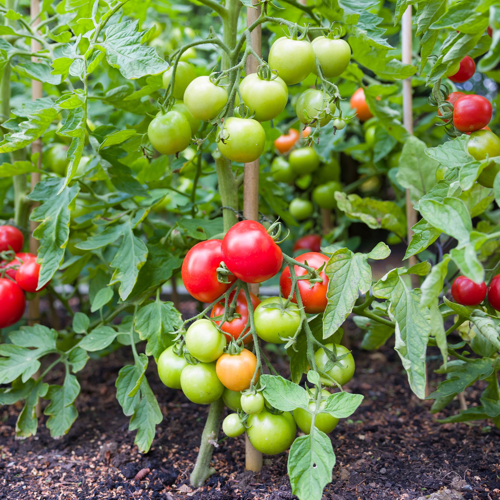 Trostomaat 'Vitador F1' - Bakker