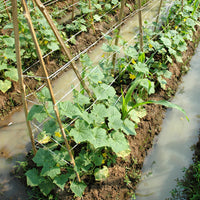 Verkoop Komkommer - lang - Cucumis sativus vert long maraîcher