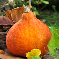 Cucurbita maxima potimarron - Reuzenpompoen 'Potimarron' - Pompoenzaden