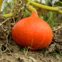 Reuzenpompoen 'Potimarron' - Bakker