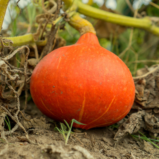 Reuzenpompoen 'Potimarron' - Bakker