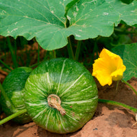 Ronde courgette