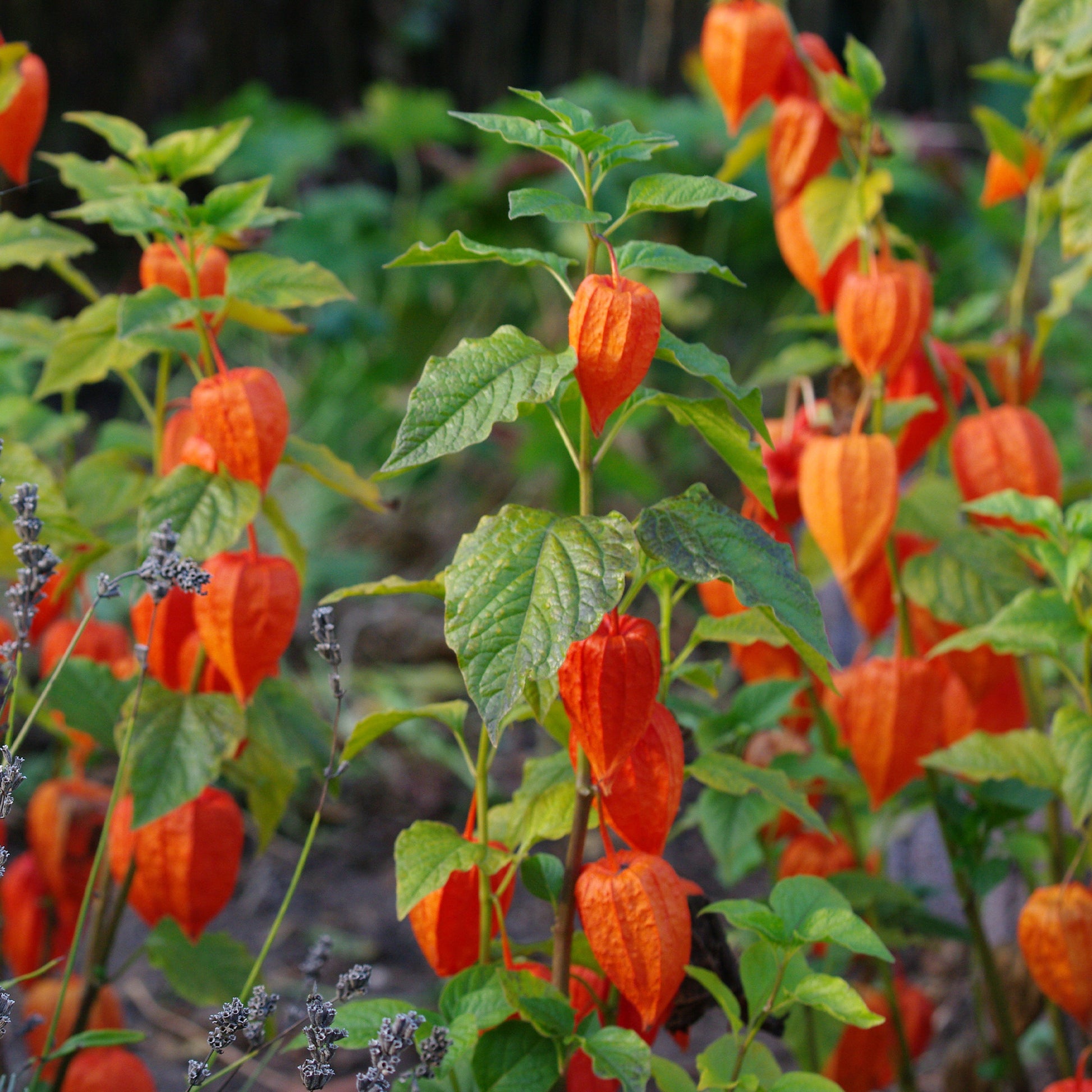 Goudbes - Physalis peruviana - Bakker